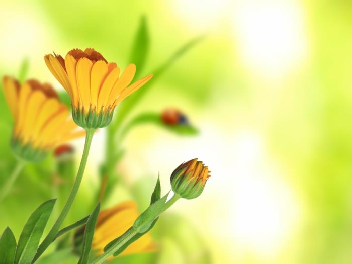 Marigolds kirkas