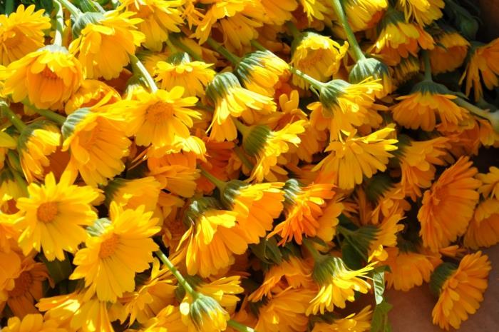 Marigold kasvi