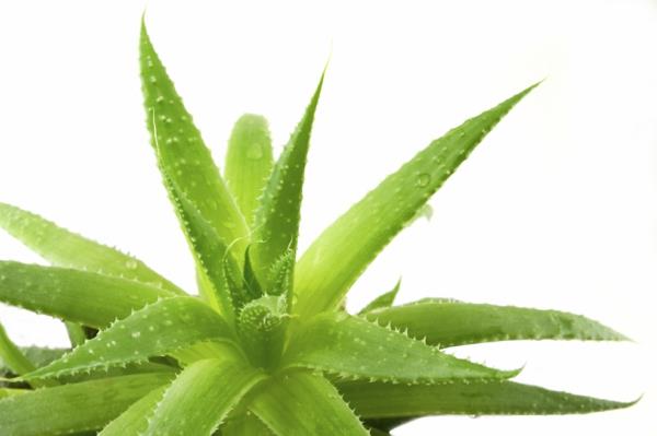 aloe vera ruukkukasvit ideoita vihreä luonto