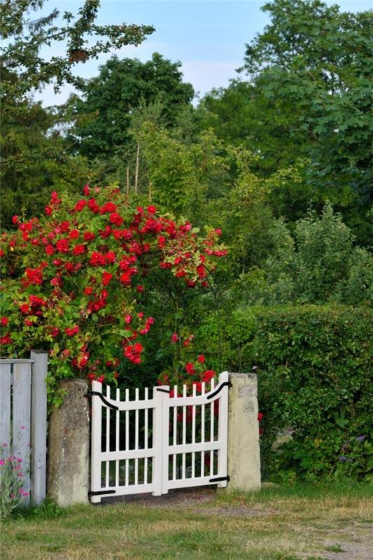 Puhdasta romantiikkaa valkoinen puutarhaportti puu punaiset ruusut visuaalinen kontrasti