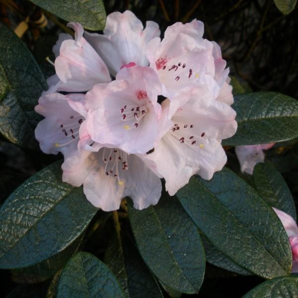 Pink Blumeb - Ideoita - rhodendron cut