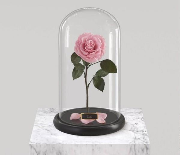 Pehmeän vaaleanpunaisen lasin ruusu edustaa rakkauden kehittymistä