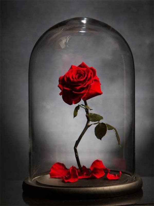 Ruusu lasissa on helppohoitoinen ja erittäin tyylikäs