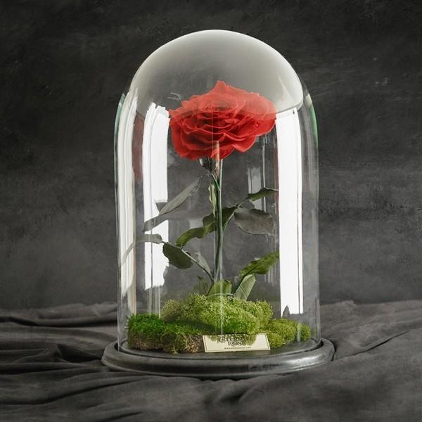 Rose punaisessa lasissa mustaa taustaa vasten salaperäinen ja salaperäinen