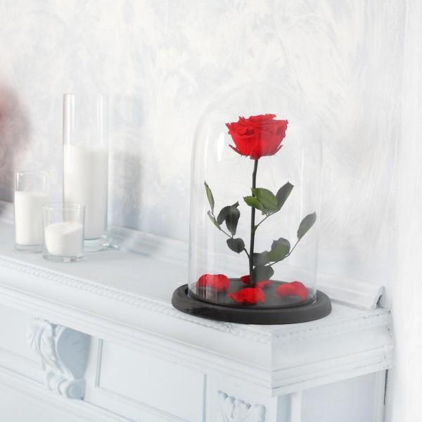 Ruusu punaisessa lasissa valkoista taustaa vasten, valkoiset kynttilät sen vieressä