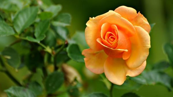 Ruusut Kasvit Ruusut Lannoittavat Rose Care Garden Kalenteri Puutarhanhoito