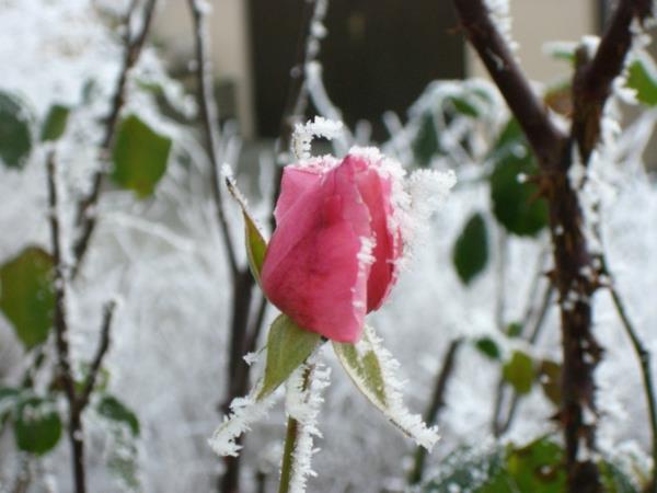 Ruusut puutarhakasvit ruusuhoito talvikukat