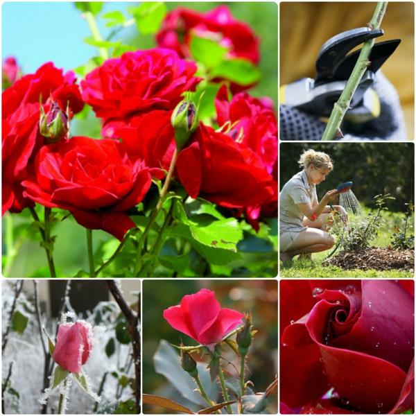 Ruusut puutarhakasvit kastelu ruusut lannoittavat ruusun hoito ruusut karsiminen puutarhakalenteri