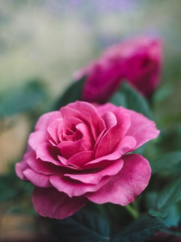 Ruusun värit ja niiden merkitys - kuinka tehdä oikea valinta joka tilanteeseen tummanpunainen ruusu