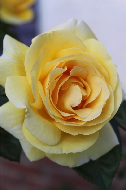 Ruusun värit ja niiden merkitys - kuinka tehdä oikea valinta joka tilanteeseen keltainen ruusu kaunis