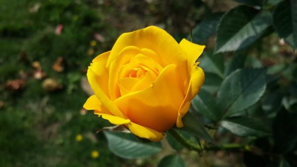 Ruusun värit ja niiden merkitys - kuinka tehdä oikea valinta joka tilanteeseen keltainen ruusun aurinko