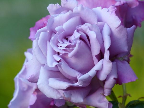 Ruusun värit ja niiden merkitys - kuinka tehdä oikea valinta joka tilanteeseen kauniisti väriltään violetti ruusu