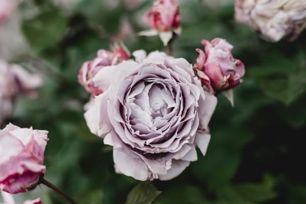 Ruusun värit ja niiden merkitys - kuinka tehdä oikea valinta joka tilanteeseen violetti ruusu kauniisti totta