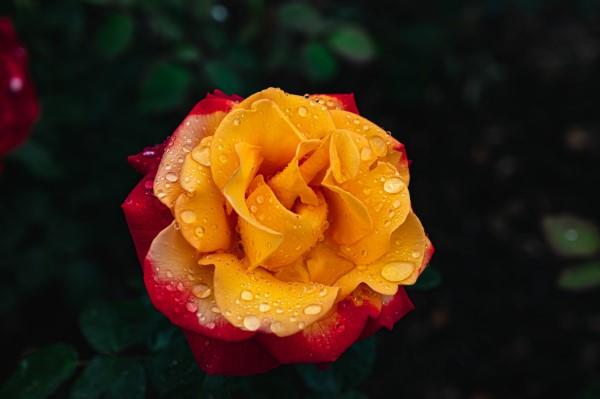 Ruusun värit ja niiden merkitys - kuinka tehdä oikea valinta joka tilanteeseen oranssi ruusu tulinen