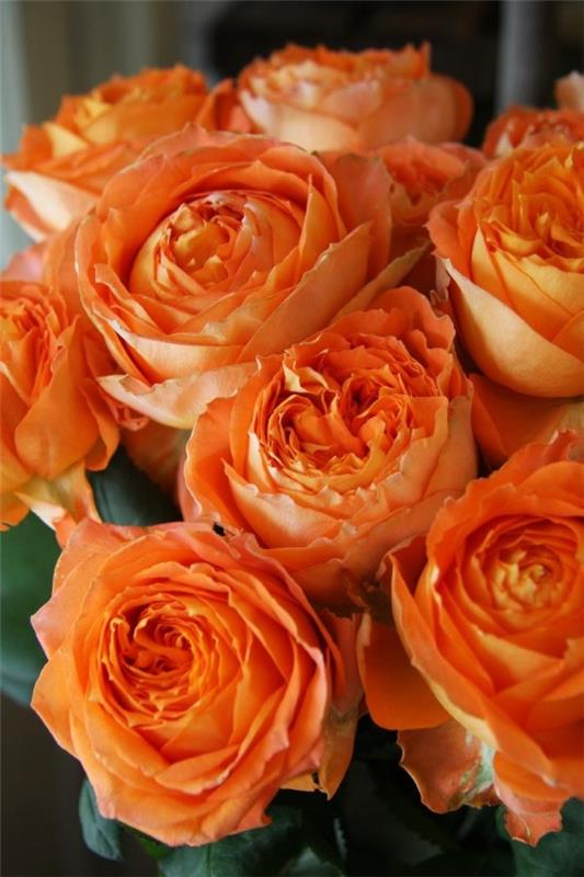 Ruusun värit ja niiden merkitys - miten tehdä oikea valinta joka tilanteeseen oranssi ruusu kaunis keltainen