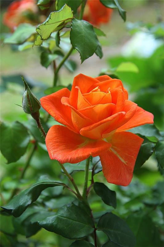 Ruusun värit ja niiden merkitys - kuinka tehdä oikea valinta joka tilanteeseen oranssi ruusu kauniisti voimakas