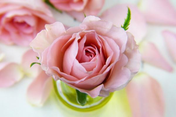 Ruusun värit ja niiden merkitys - kuinka tehdä oikea valinta joka tilanteeseen vaaleanpunaiset ruusut naisellisiksi