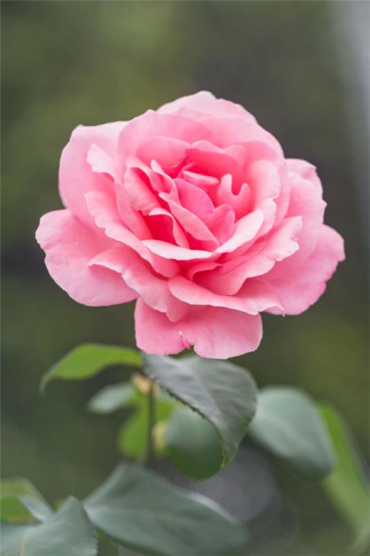 Ruusun värit ja niiden merkitys - kuinka tehdä oikea valinta joka tilanteeseen vaaleanpunaiset ruusut kauniisti romanttisia