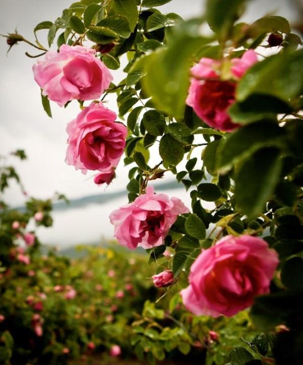 Ruusun värit ja niiden merkitys - miten tehdä oikea valinta joka tilaisuuteen rosental bulgarien ihana