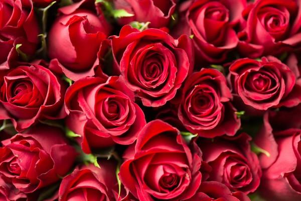 Ruusun värit ja niiden merkitys - näin teet oikean valinnan joka kerta punaisen ruusun rakkauteen
