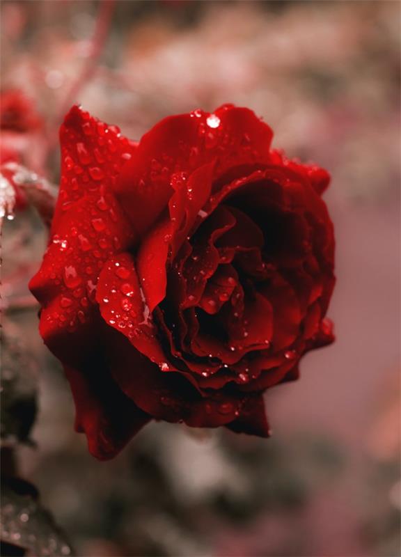 Ruusun värit ja niiden merkitys - kuinka tehdä oikea valinta kaikkiin tilaisuuksiin kauniita klassisia punaisia ​​ruusuja