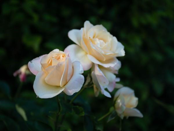 Ruusun värit ja niiden merkitys - näin teet oikean valinnan joka tilanteeseen valkoiset ruusut loistavat