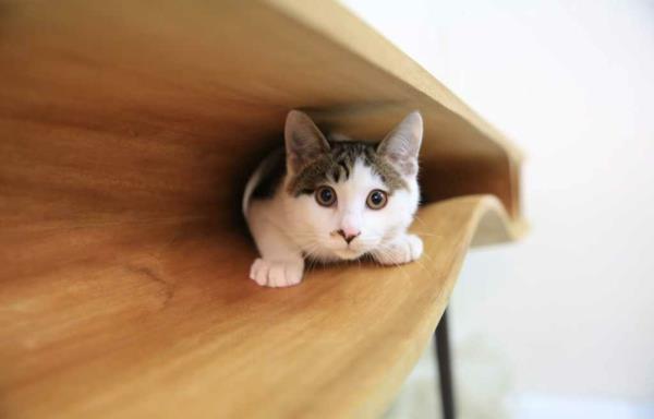Ruan Hao CATable kissat suunnittelija pöytä lemmikkieläimet kissat suunnittelija ruokapöydät