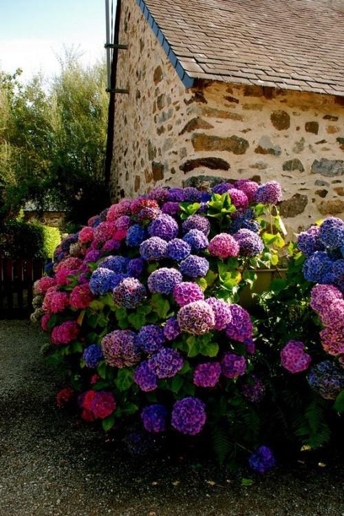 Maalaismainen mökki puutarha hydrangeas muistuttaa lapsuudesta