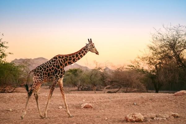 Safarimatka Itä -Afrikka täydellinen paikka Yksittäiset matkat