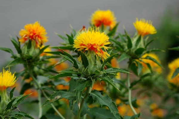 Saflori kasvi keltainen oranssi kukat safloriöljy