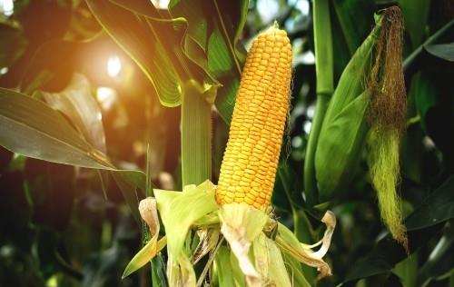 Kausikalenteri Vihannekset korjaavat kypsää maissia maissintähkällä Kauneus suoraan luonnosta