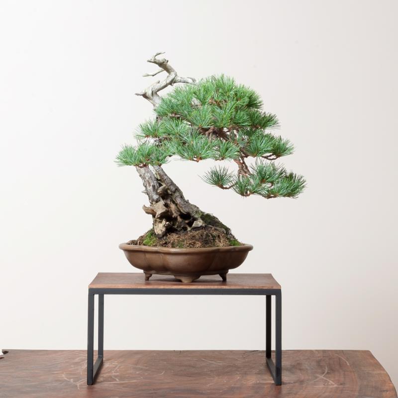 Sakura Bonsai hoitaa upeita bonsai -tyyppisiä koristeellisia huonekasveja
