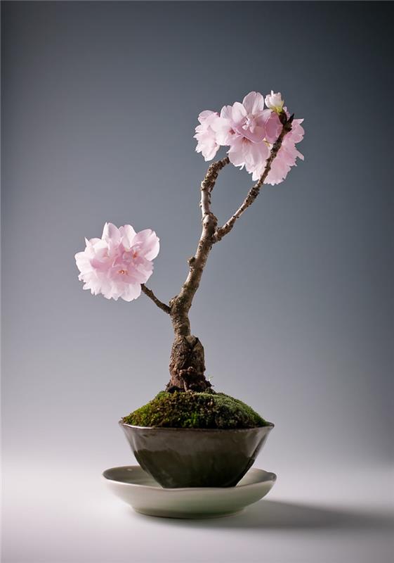 Sakura Bonsai ostaa kauniita bonsai -tyyppejä