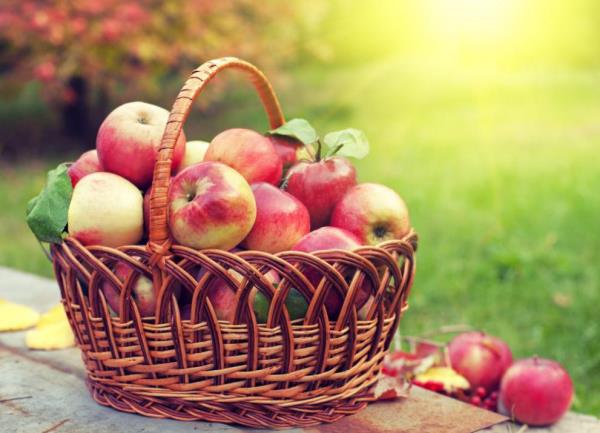 Paju kori täynnä punaisia ​​omenoita on terveellinen tapa tyydyttää ruokahalu