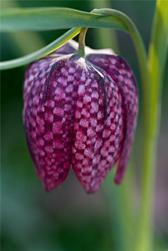 Shakki kukka Fritillaria meleagris kevään kukat kuvia