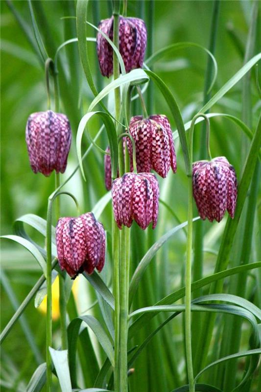 Checkerboard Fritillaria meleagris Spring Flowers - kuvat