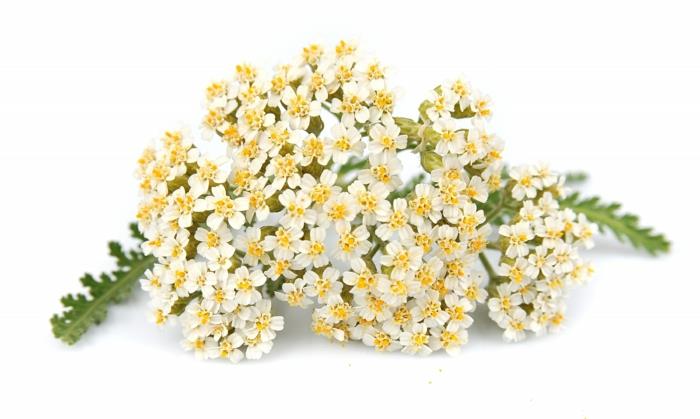 Siankärsämön valkoiset kukat