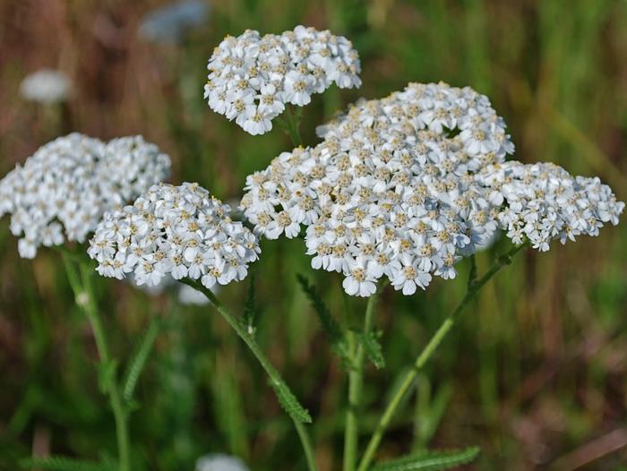 Yarrow tieteellinen kuva