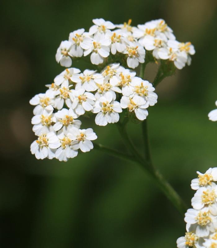 Yarrow tieteellinen terävä kuva