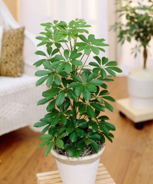 Schefflera arboricola -ilmanpuhdistustoimistot