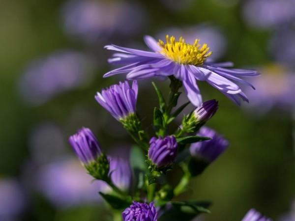 Kauniita syksyn kukkia Herbstastern puutarhassa