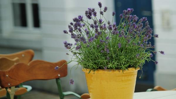 Hieno idea puutarhan laventelikasveille