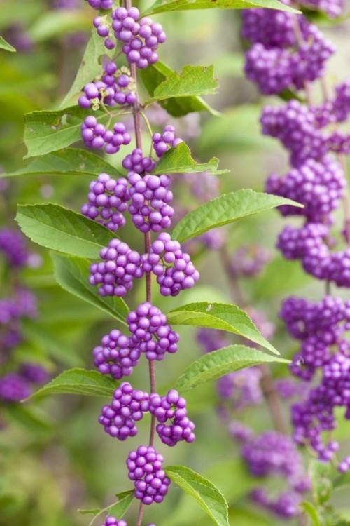 Kaunis koristekasvi marja callicarpa