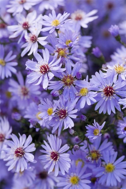 Kauniit syksyn kukat Herbstastern herkät värit