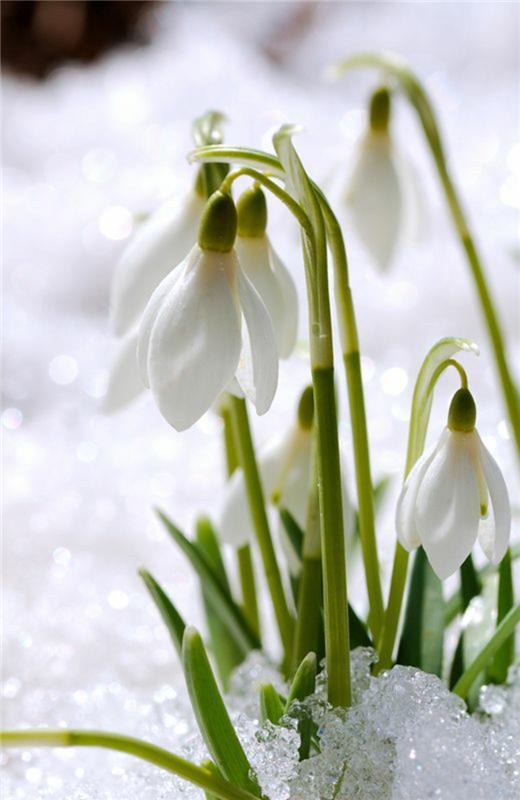 Lumikellot Galanthus nivalis Maaliskuun lumi kevätkukkia