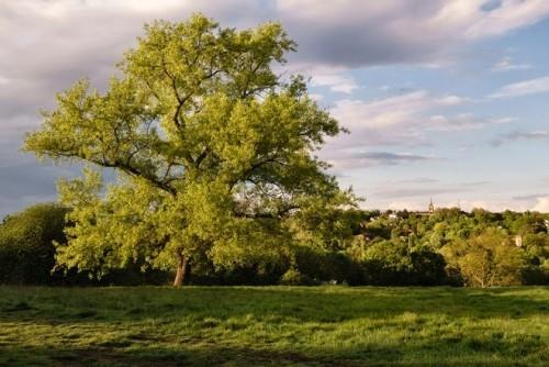 Kauneimmat piknikpaikat ympäri maailmaa Hampstead Heath London