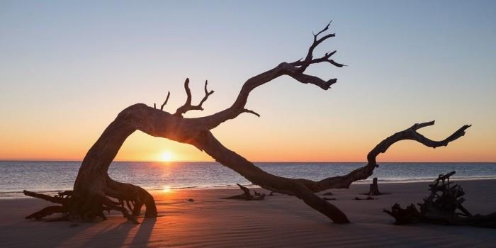 Maailman kauneimmat rannat Driftwood Beach Georgia USA