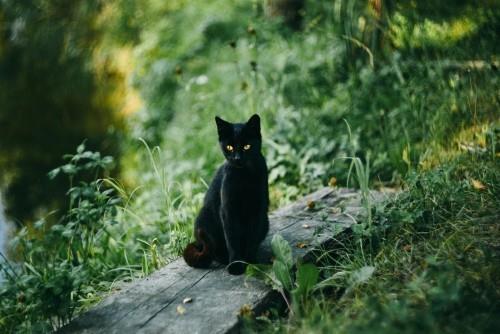 Musta kissa järvellä