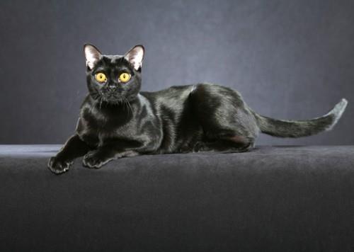 Musta kissa bombay -standardi