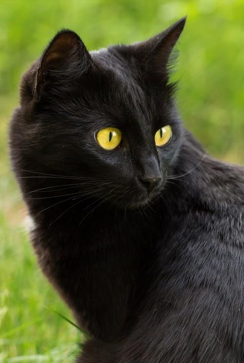 Musta kissa bombay
